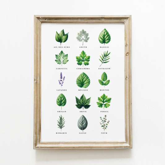 Poster ‘herbes aromatiques’ A4 ou A3